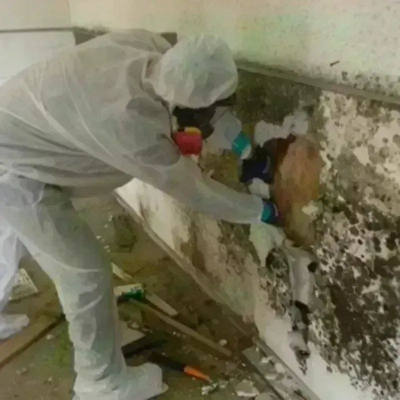 Mold Remediation and Removal in Van Buren, MO